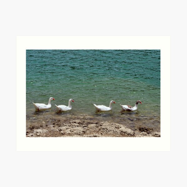 All in a row Art Print