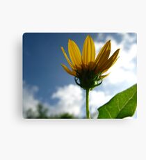 Southern Belle Canvas Print