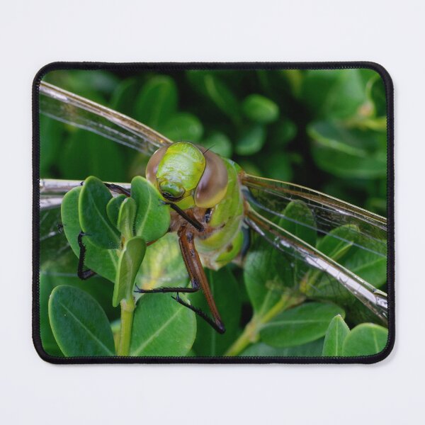 Item preview, Buggy Eyes designed and sold by Kathilee.