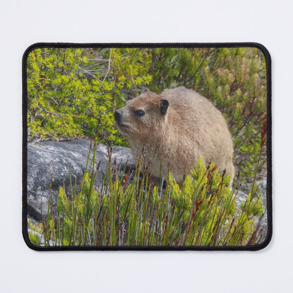 Item preview, Dassie Hyrax on top of Table Mountain, South Africa designed and sold by SafariByMarisa.