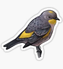 Yellow-Rumped Warbler (Audubon's) Sticker