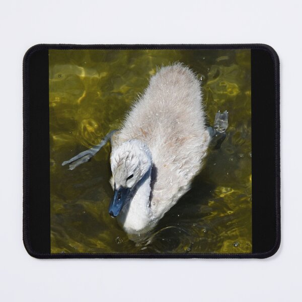 Item preview, Baby swan at Chiemsee | wildlife photography designed and sold by Mii-pics.