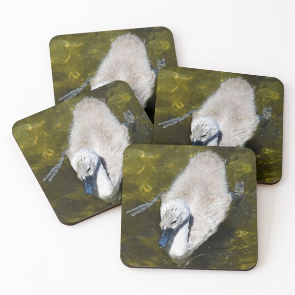 Item preview, Baby swan at Chiemsee | wildlife photography designed and sold by Mii-pics.