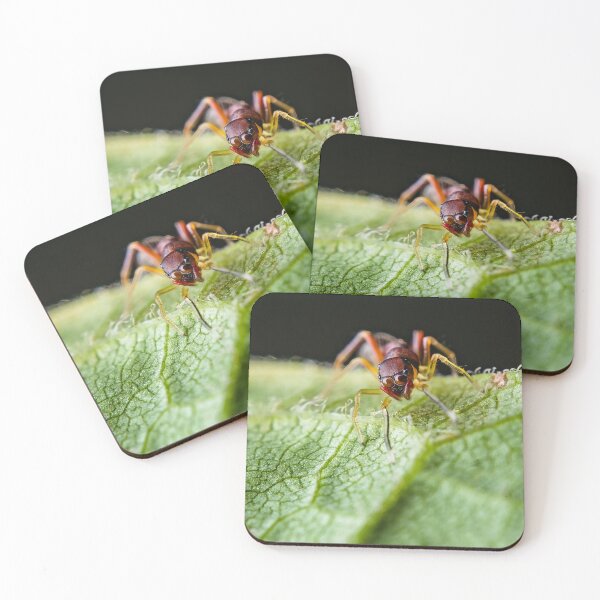 Item preview, Ant Mimic Jumping Spider - Synemosyna Formica designed and sold by AronsTinySafari.