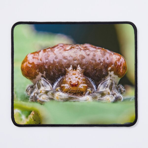Item preview, Bolas Bird Poop Orbweaver Spider - Batesian Mimicry designed and sold by AronsTinySafari.