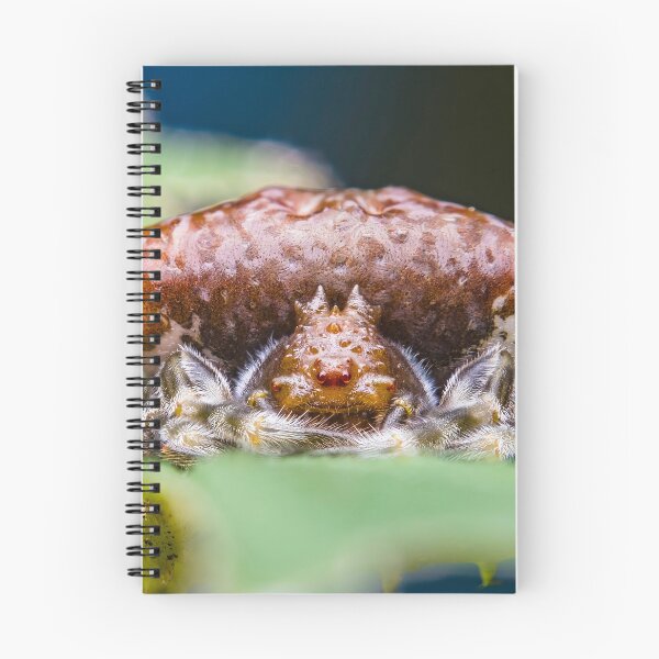 Item preview, Bolas Bird Poop Orbweaver Spider - Batesian Mimicry designed and sold by AronsTinySafari.