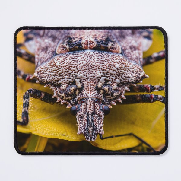 Item preview, Brown Marmorated Stink Bug - Halyomorpha Halys designed and sold by AronsTinySafari.