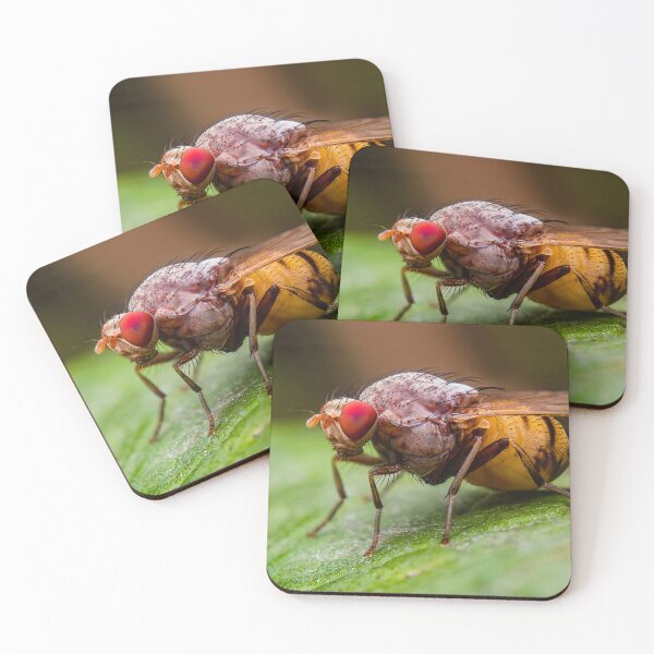 Item preview, Strange Halloween Fruit Fly designed and sold by AronsTinySafari.