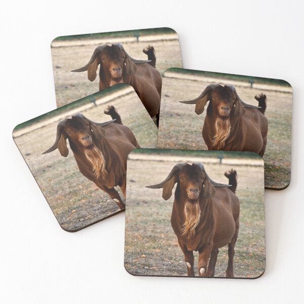 Item preview, friendly goat | wildlife photography designed and sold by Mii-pics.