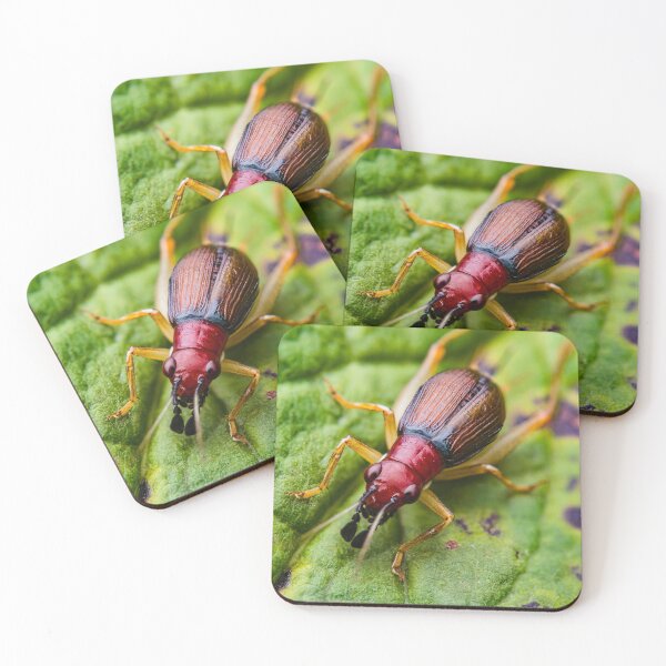 Item preview, Red Headed Bush Cricket - Phyllopalpus Pulchellus designed and sold by AronsTinySafari.