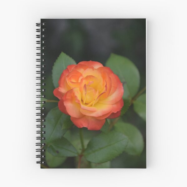 Aperçu de l'œuvre rose orange créée et vendue par Michael Hofmann.