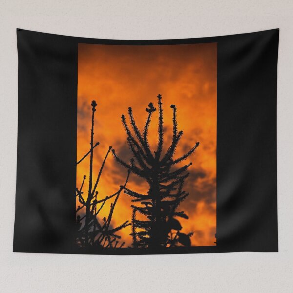 Item preview, Fir in front of an orange sky | nature photography designed and sold by Mii-pics.