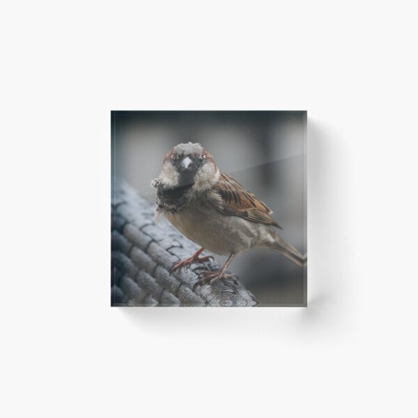 Item preview, Vigilant Sparrow designed and sold by OhnoAngel.