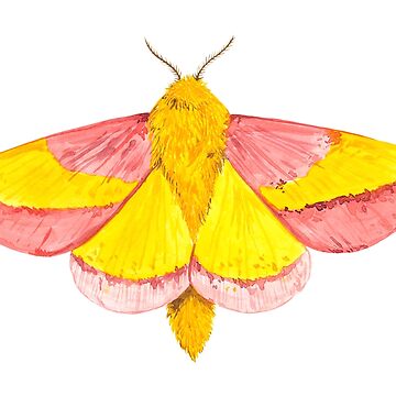 rosy maple moth  The Dragonfly Woman