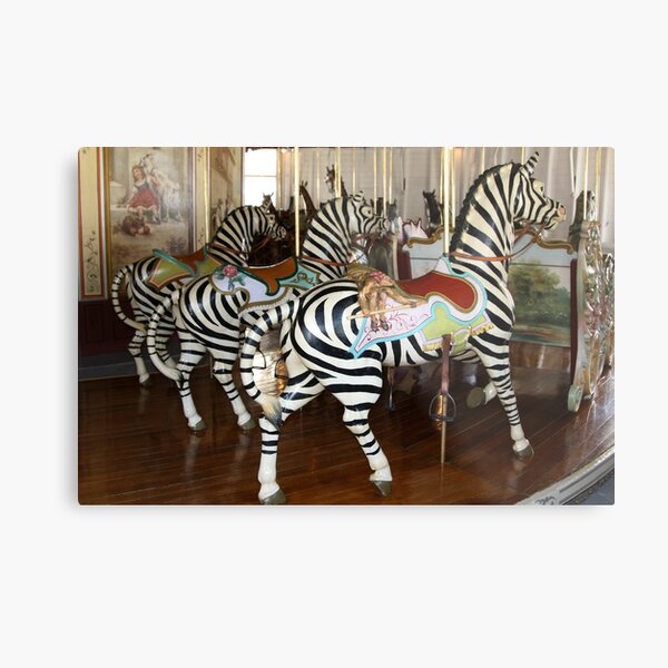 Trio of Zebras of PTC No. 6 Metal Print
