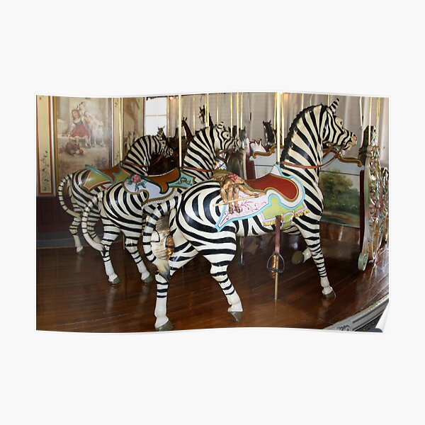 Trio of Zebras of PTC No. 6 Poster