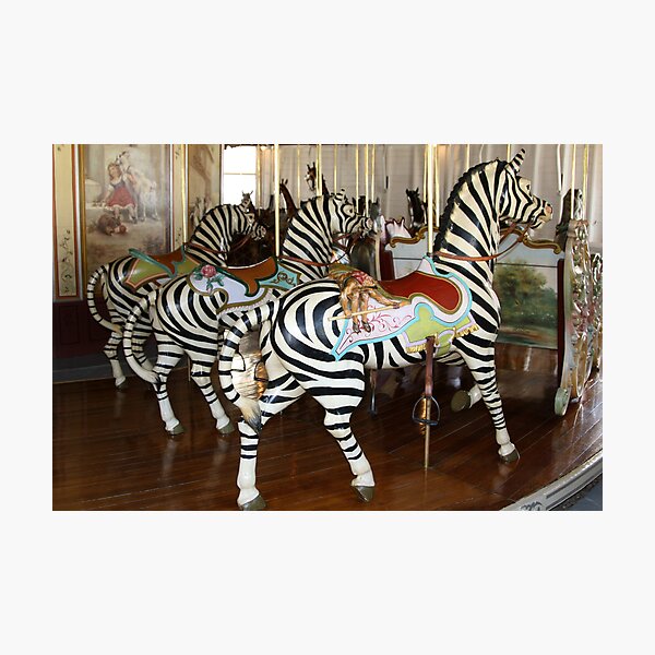 Trio of Zebras of PTC No. 6 Photographic Print