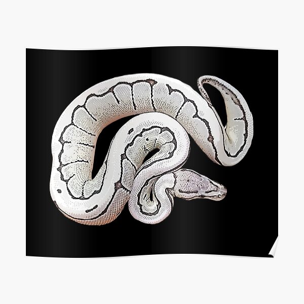 Ball Python Axanthic Pied Snake Poster for Sale by Elarex