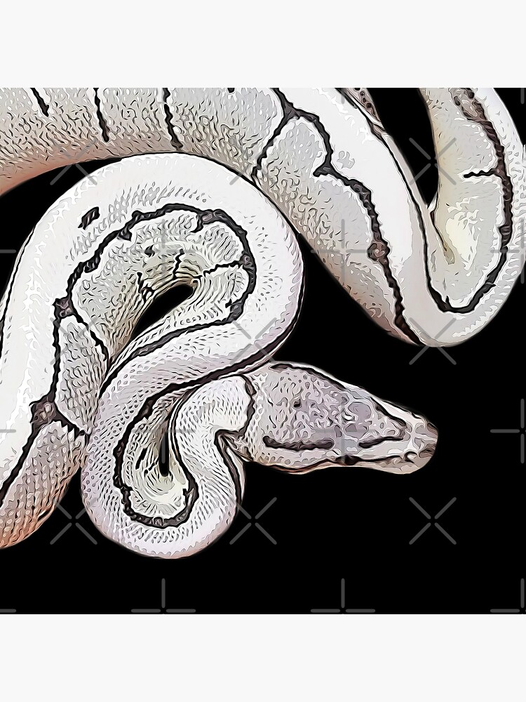 Ball Python Axanthic Pied Snake Poster for Sale by Elarex