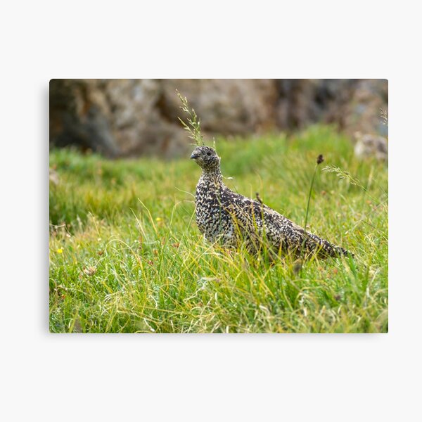 Item preview, Rock Ptarmigan designed and sold by Alla Gill.