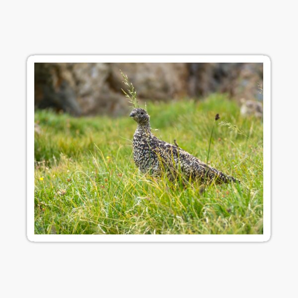 Item preview, Rock Ptarmigan designed and sold by Alla Gill.