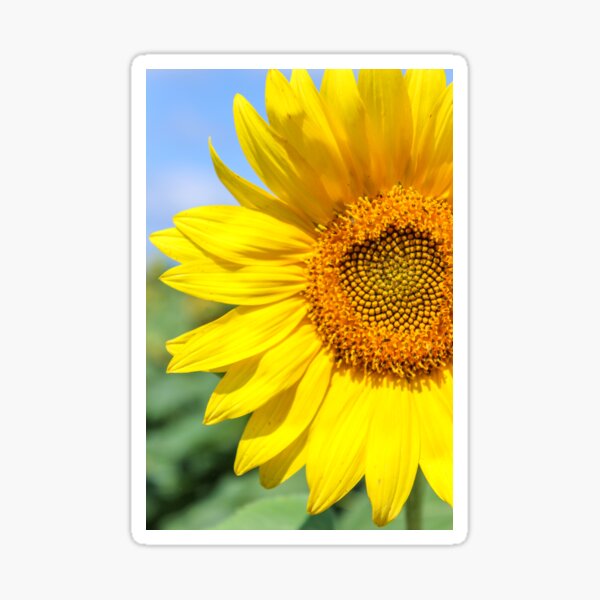 Sunny side up Sticker