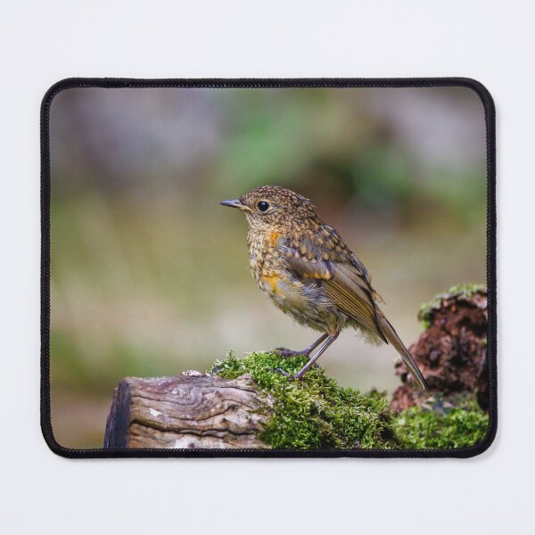 Item preview, Juvenile Robin designed and sold by Graham Prentice.