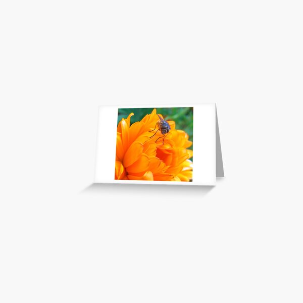Busy as a Fly Greeting Card