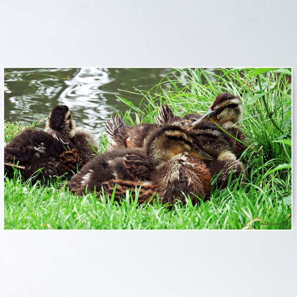 Item preview, " Snooze Time" designed and sold by mrcoradour.