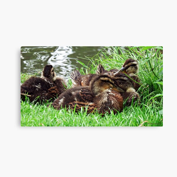 " Snooze Time" Canvas Print