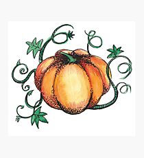 orange pumpkins Photographic Print