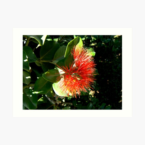 Red, New Zealand Christmas Bush Art Print