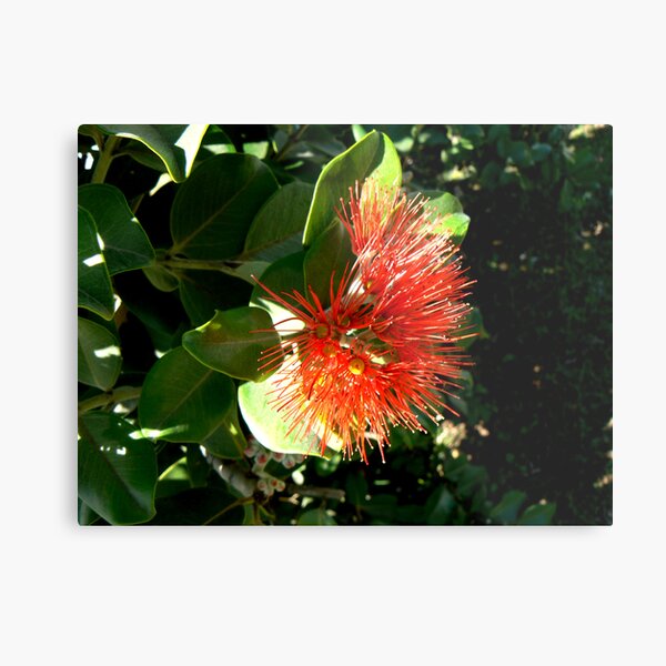 Red, New Zealand Christmas Bush Metal Print