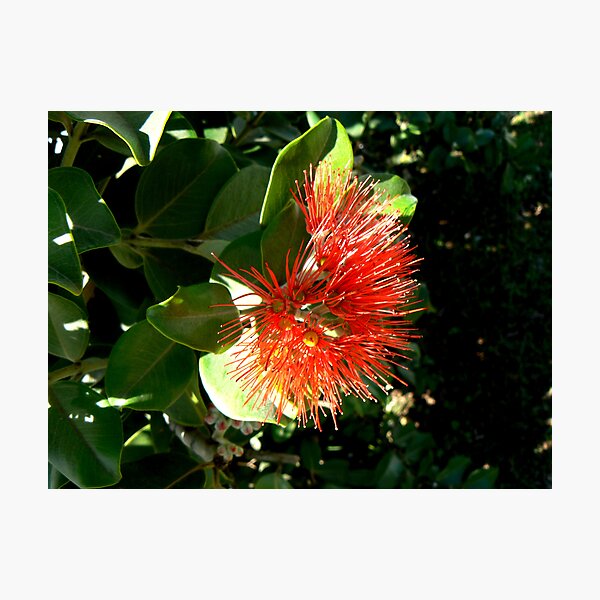Red, New Zealand Christmas Bush Photographic Print