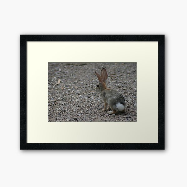 Item preview, Desert Cottontail  designed and sold by RichImage.