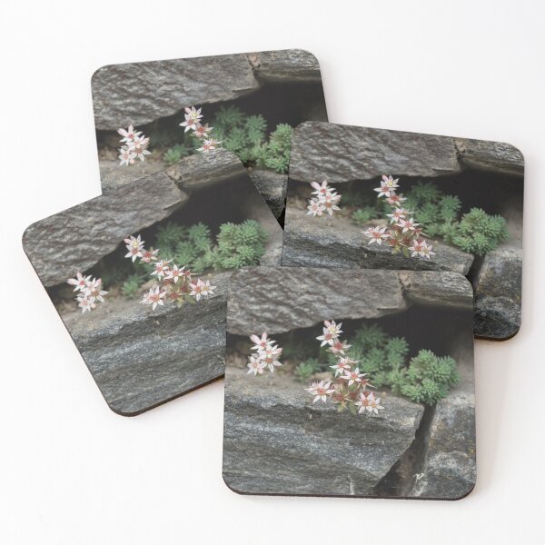 Item preview, Life on Bare Rock - Pale Pink Succulents on the Wall designed and sold by Georgia Mizuleva.