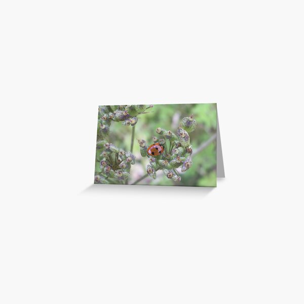 Ladybug's Picnic Greeting Card