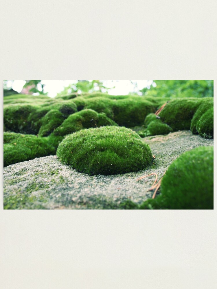 Alternate view of Moss pillow Photographic Print