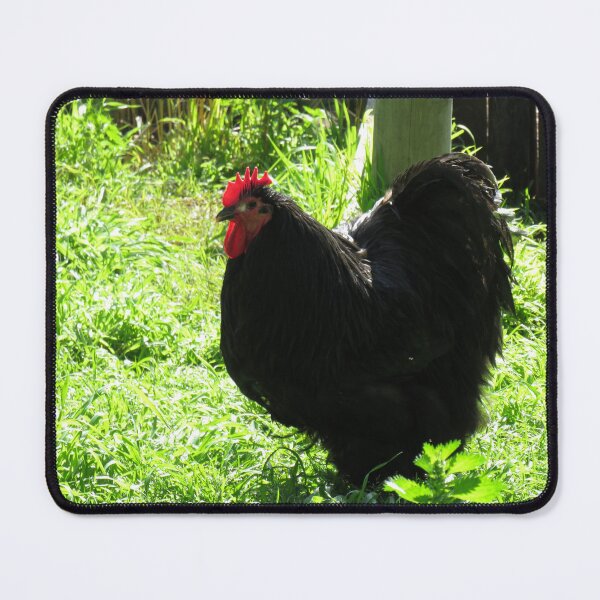 Item preview, Black Orpington chicken designed and sold by greentiger1.