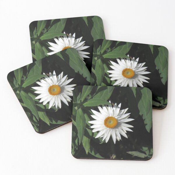 Item preview, White everlasting daisy designed and sold by greentiger1.