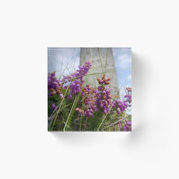 Bell Heather (Erica cinerea) Acrylic Block