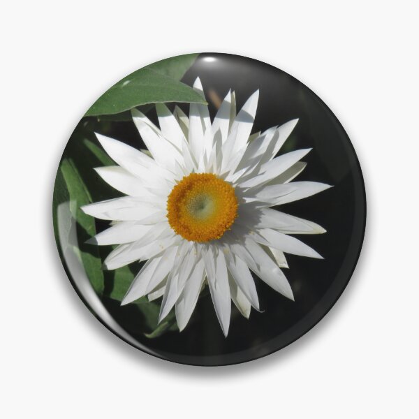 Item preview, White everlasting daisy designed and sold by greentiger1.