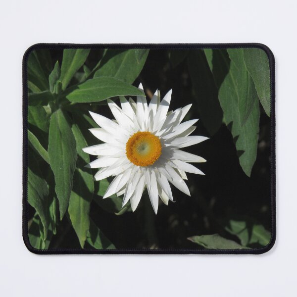 Item preview, White everlasting daisy designed and sold by greentiger1.