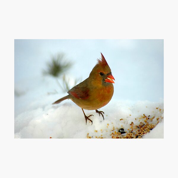 Feeding Time Photographic Print