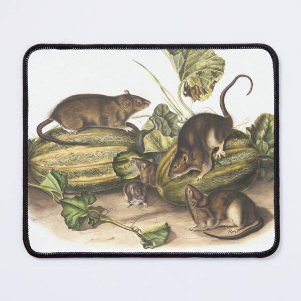 Item preview, Vintage Rat Illustration designed and sold by semioddfinds.