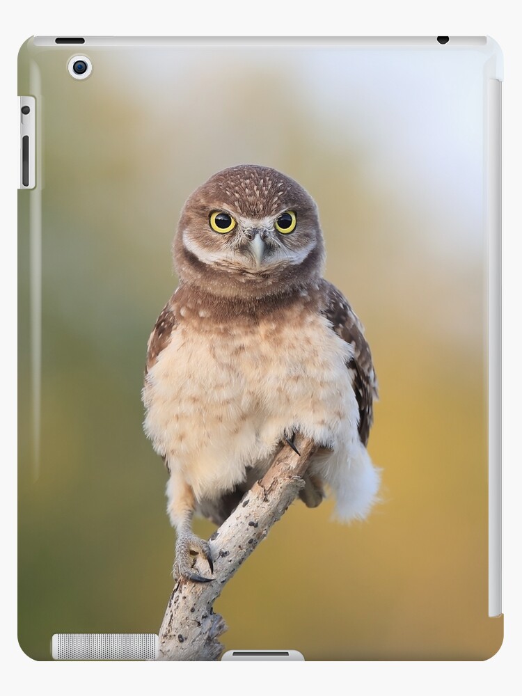 owlet ipad