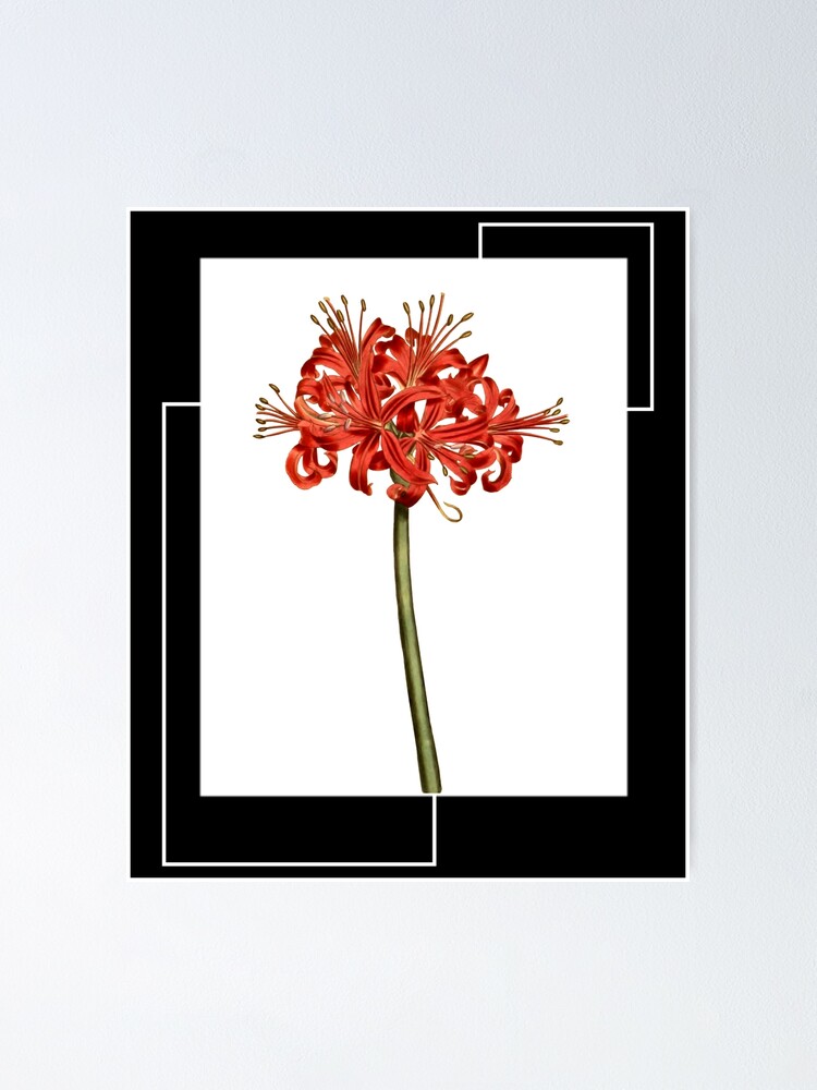 "Red Spider Lily Lycoris Recoil Anime Fanart Lycoris Radiata Death ...