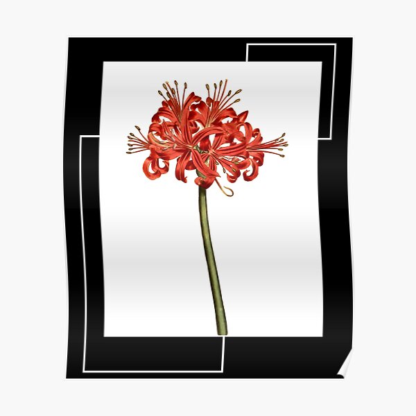 "Red Spider Lily Lycoris Recoil Anime Fanart Lycoris Radiata Death ...