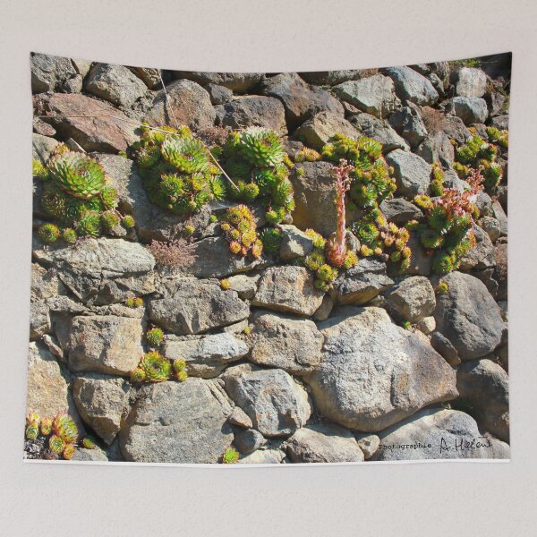 Item preview, Pyrenean succulent designed and sold by AHELENE.