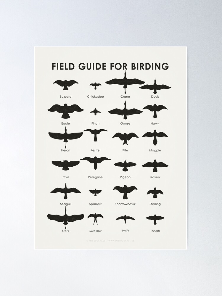 Field Guides To Bird Feathers: A Next-Level Tool for Birdwatchers »  Explorersweb